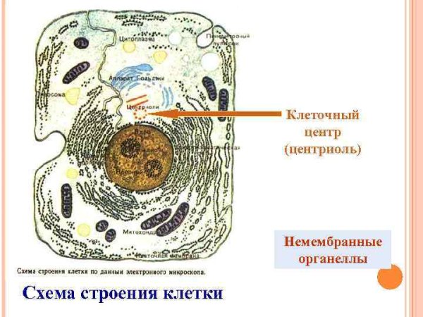 Схема строения эукариотической растительной клетки