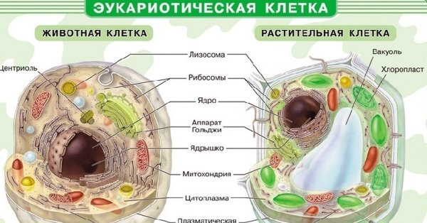 Схема строения клетки гриба