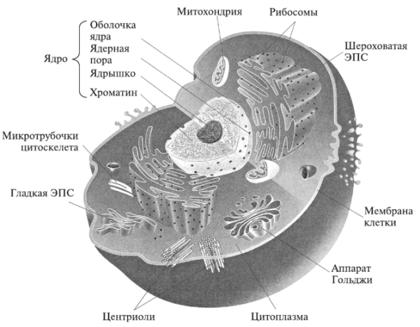 Строение эукариотической клетки гистология