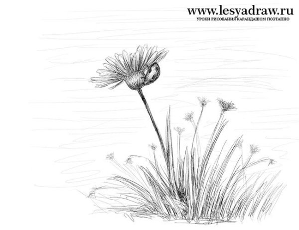Рисунки полевых цветов карандашом для срисовки