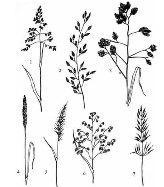 Мятлик Луговой диаграмма