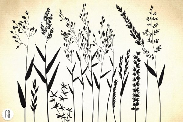 Графические зарисовки трав