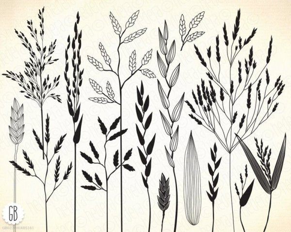 Полевые травы Графика
