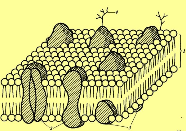 Клеточная мембрана (оболочка)