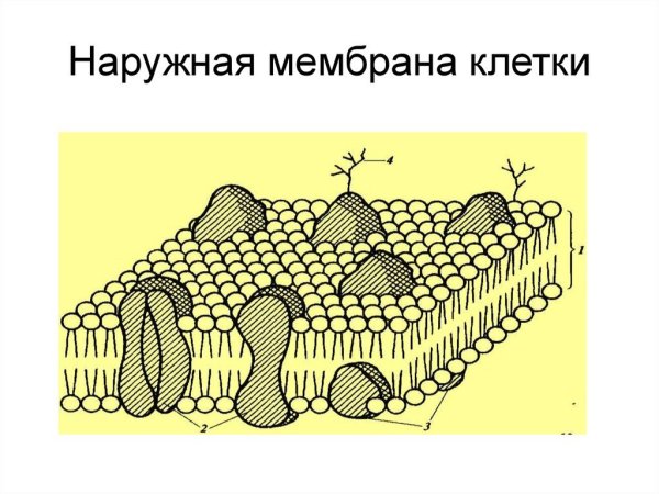 Наружная плазматическая мембрана рисунок
