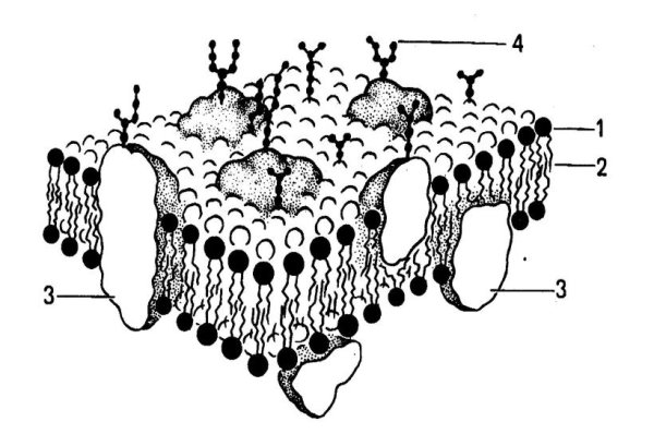 Структура клетки плазматическая мембрана
