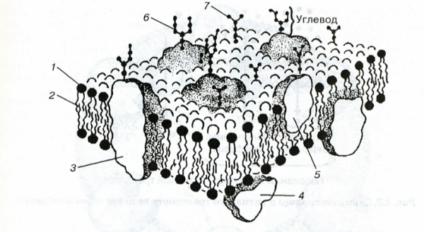Рисунок цитоплазматической мембраны эукариотической клетки