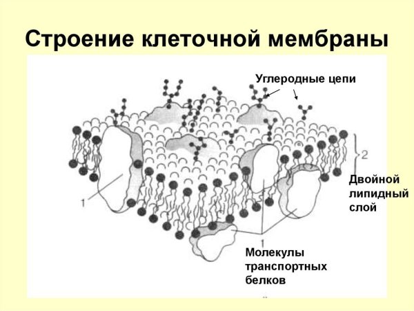 Наружная клеточная мембрана плазмалемма строение
