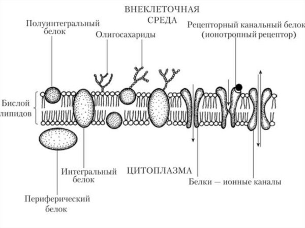 Строение и функции цитоплазматической мембраны клеток.
