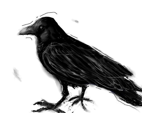 Ворона рисунок