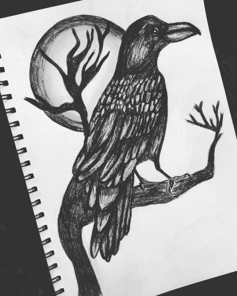 Рисунки ворона вид сверху