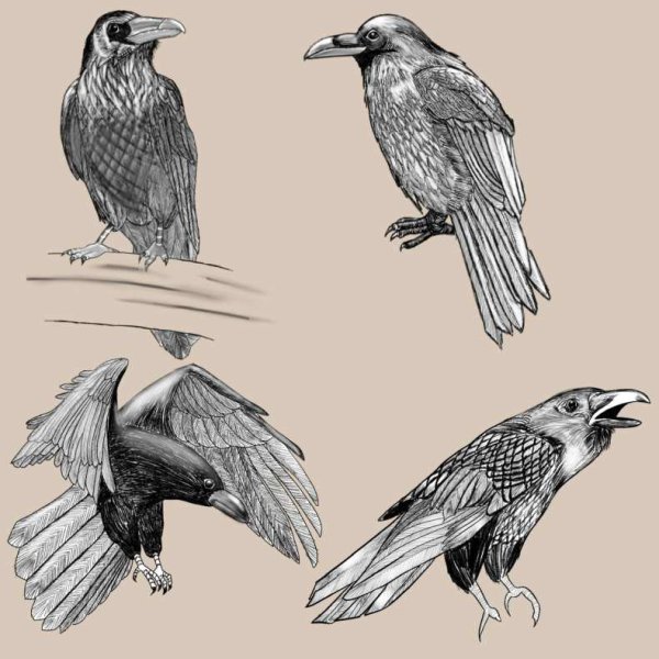 Ворон контурный рисунок