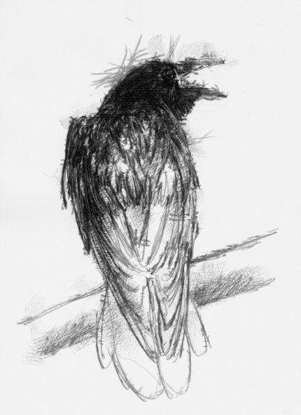 Ворон карандашом