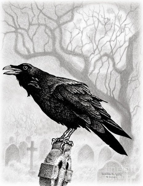 Ворон карандашом