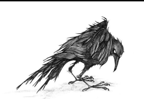 Ворона рисунок карандашом