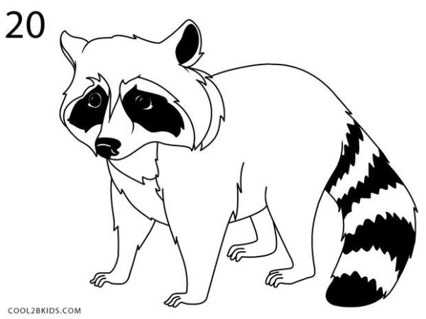 Енот контурный рисунок