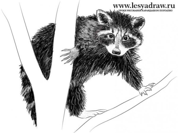 Енот карандашом