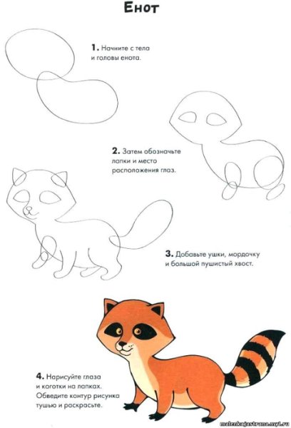 Поэтапный рисунок енота