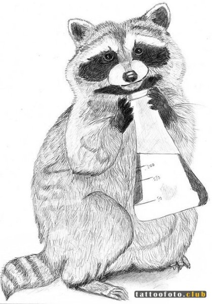 Енотик рисунок карандашом