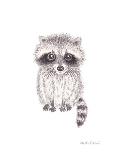 Енот простым карандашом