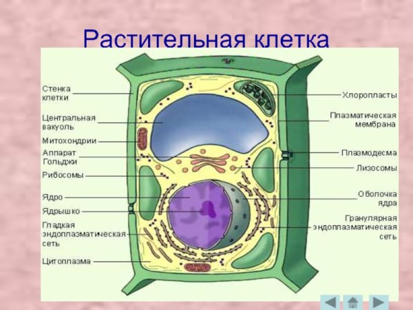 Органоиды растительной клетки рисунок