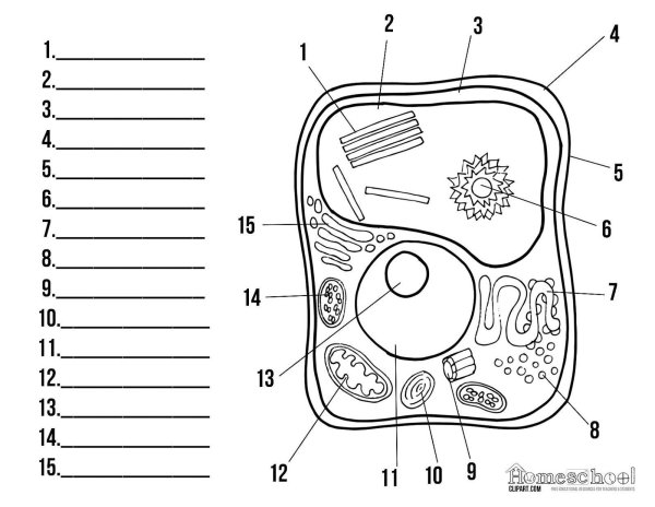 Строение клетки растения