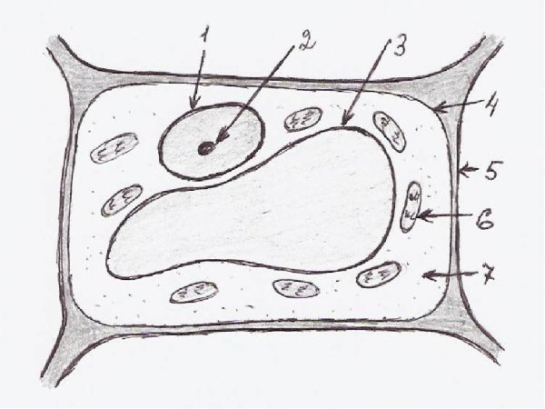 Схема строения растительной клетки чб