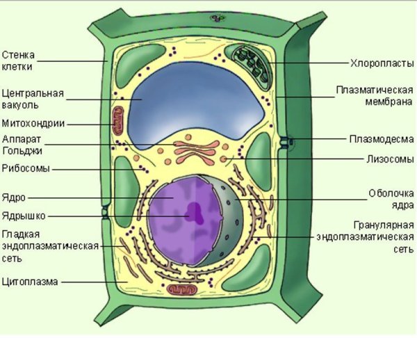 Структура растительной клетки схема