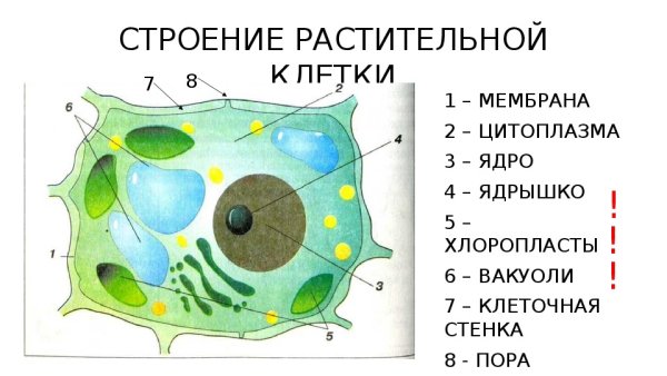 Зарисуйте строение клетки