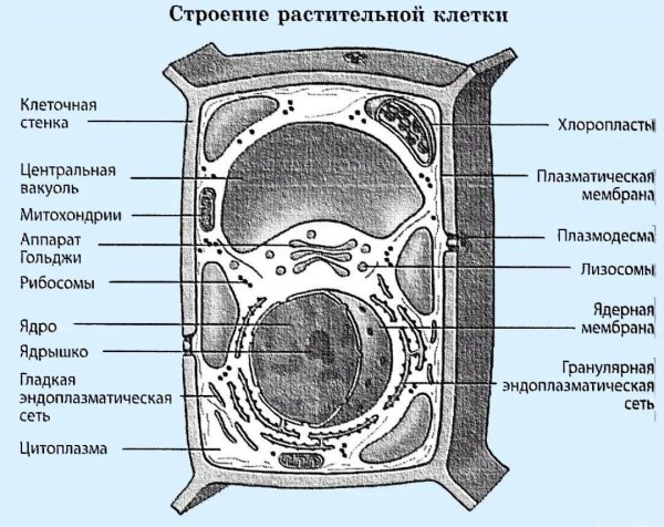 Схема строения растительной клетки