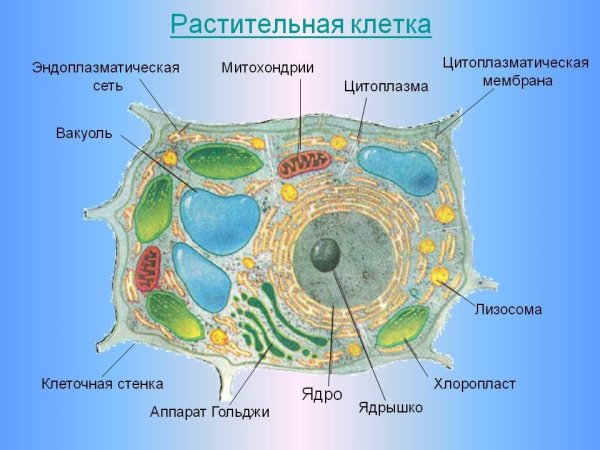 Строение клетки животного 5 класс биология
