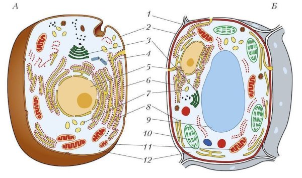 Растительная клетка рисунок без подписей