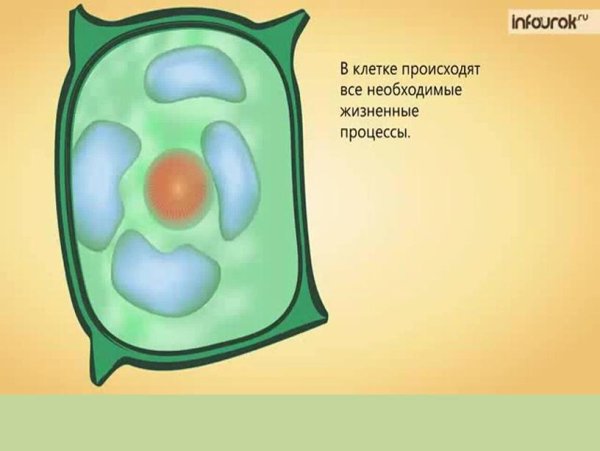 Клетка растения