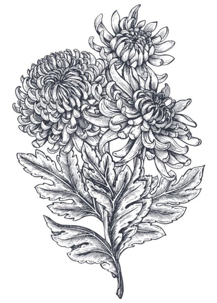 Хризантемы эскзм