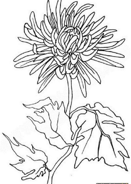 Хризантемы карандашом