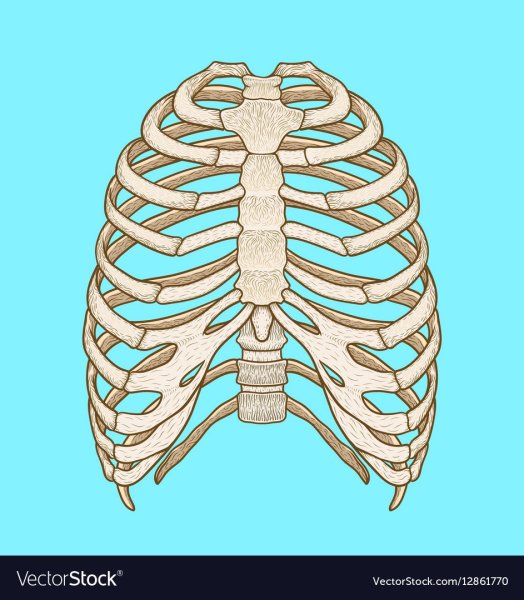 Грудная клетка нарисовать
