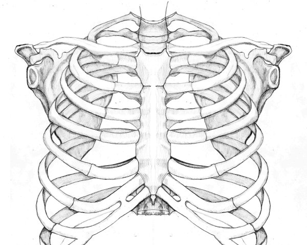 Анатомия скелет грудной клетки ребра Грудина
