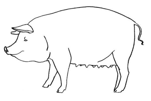Как нарисовать свинью легко