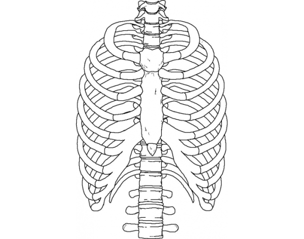 Скелет грудной клетки Грудина
