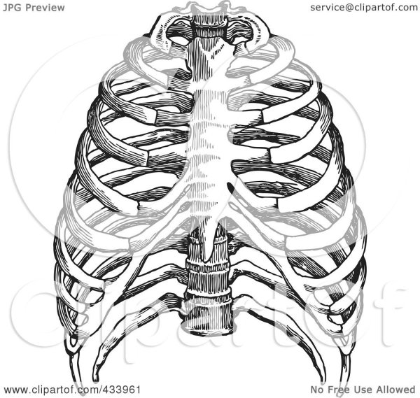 Ребра рисунок анатомия с подписями