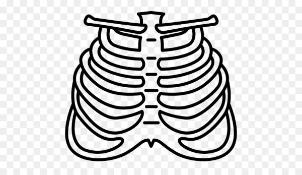Ребра рисунок легкий