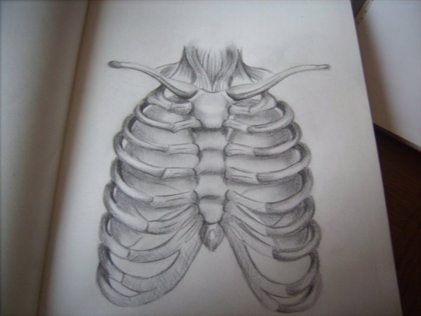 Грудная клетка Кощея Бессмертного