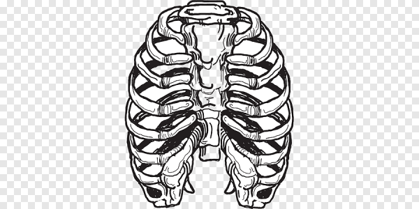 Ребра референс