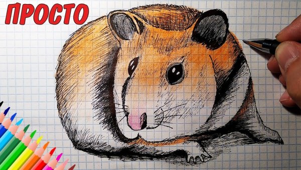 Рисунки для срисовки по клеточкам хомяк