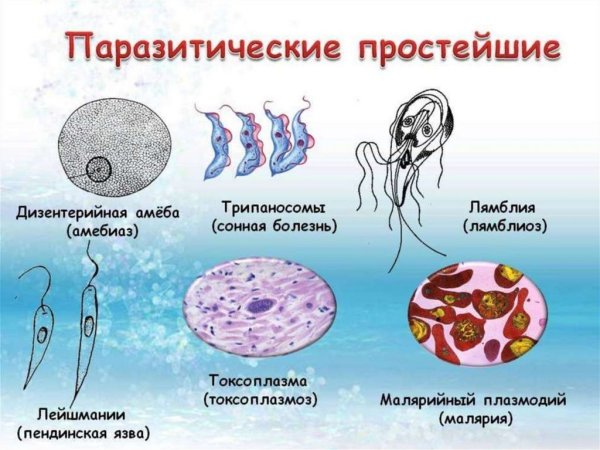 Одноклеточные паразиты дизентерийная амеба