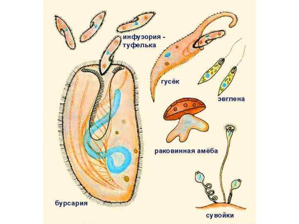 Паразитические одноклеточные животные