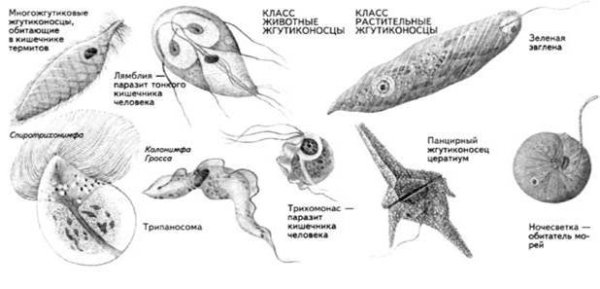 Паразитические формы простейших