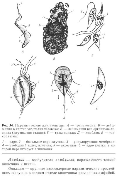 Лямблия лейшмания трихомонада