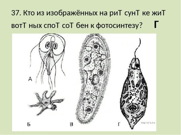 Животные жгутиконосцы отряды