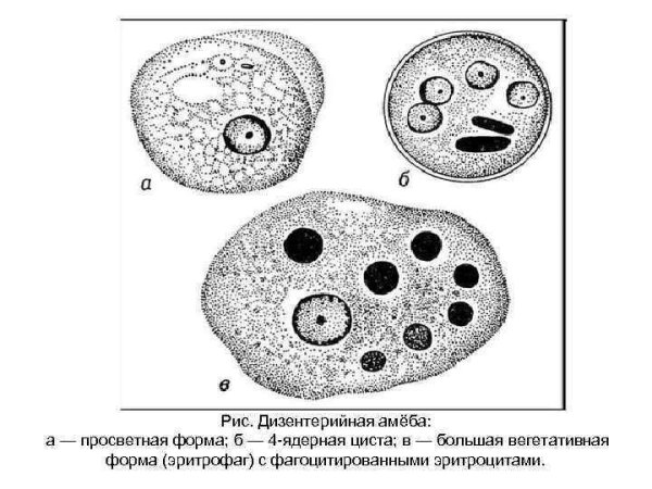 Строение дизентерийной амебы вегетативной формы